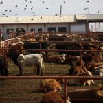 Alerta por altas temperaturas en los dos Laredos