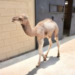 Harán en Laredo ‘Rodada del Silencio’