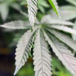 Garantiza Municipio atención a ciudadanía durante vacaciones