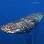 Se unen vecinos del poniente al Gobierno Municipal